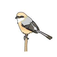 Shrike