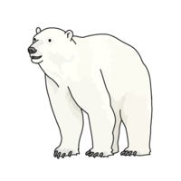 Polar bear