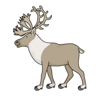 Reindeer