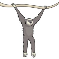Gibbon