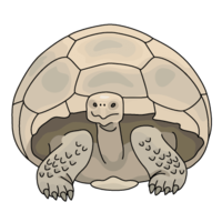 Giant tortoise