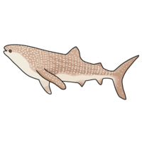 Whale shark