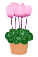 Pot and cyclamen