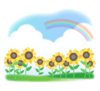 向日葵田、入道云和彩虹