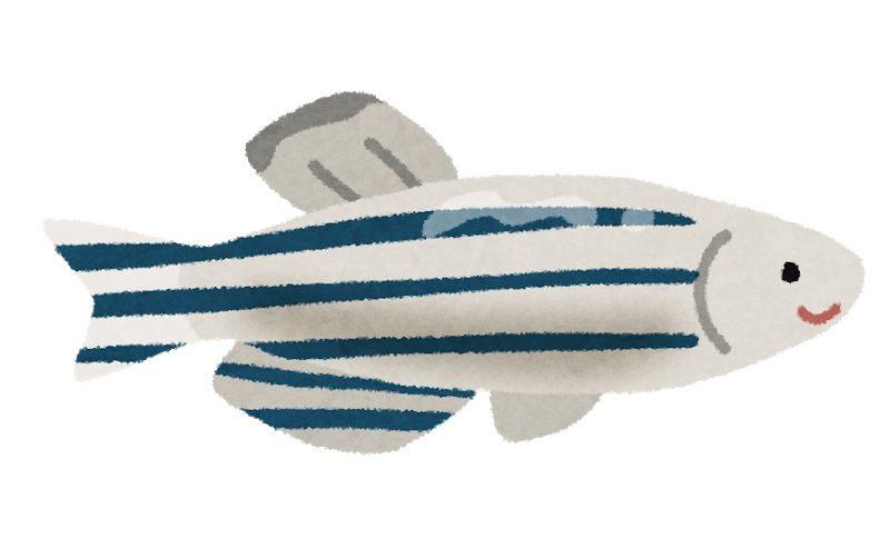斑马鱼