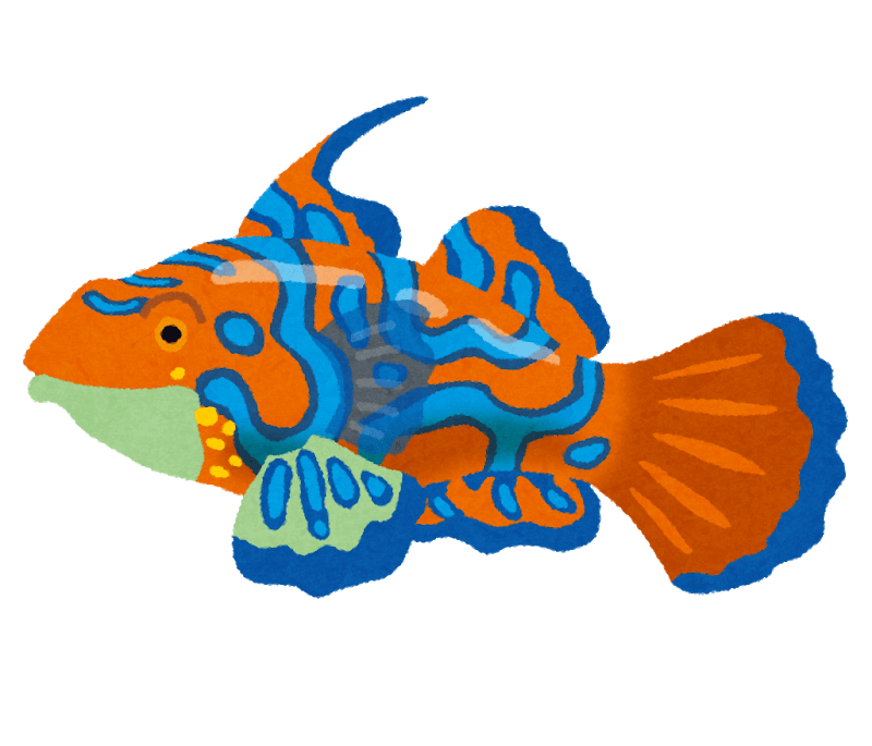 マンダリンフィッシュ-ニシキテグリ(熱帯魚)