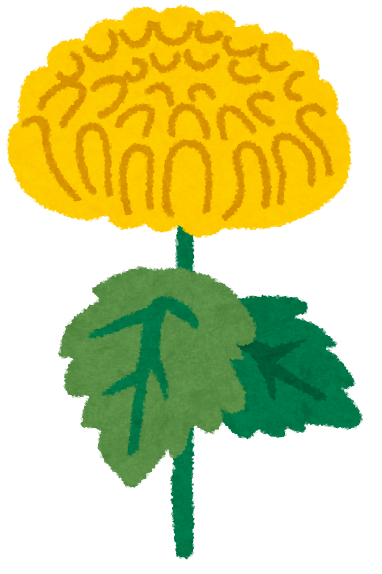 菊(黄色い菊)