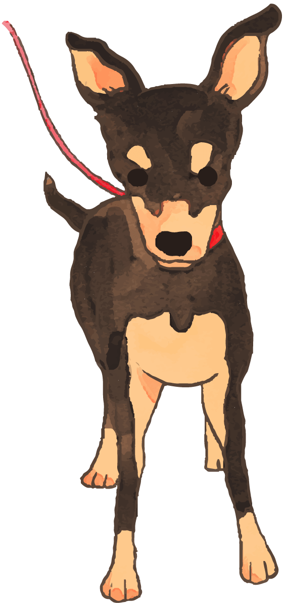 ミニチュアピンシャー(散歩に行く)かわいい犬