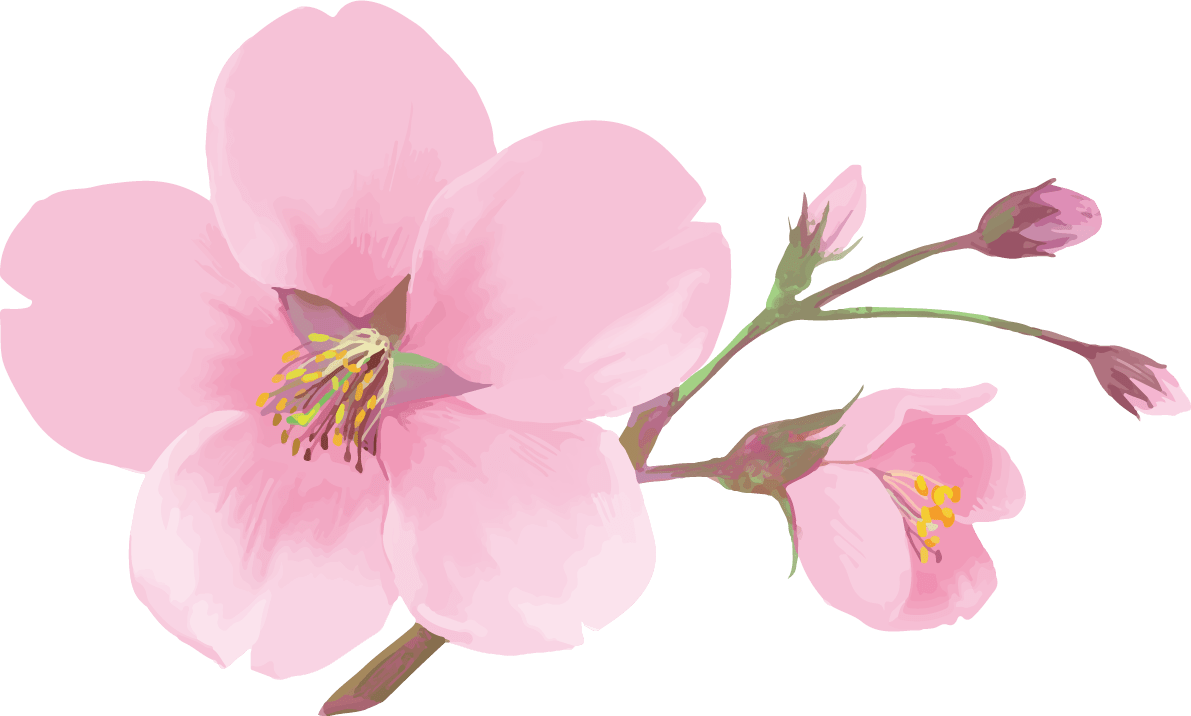 リアル綺麗な桜の枝イラスト-1輪の花と咲きそうな蕾飾り背景なし(透過