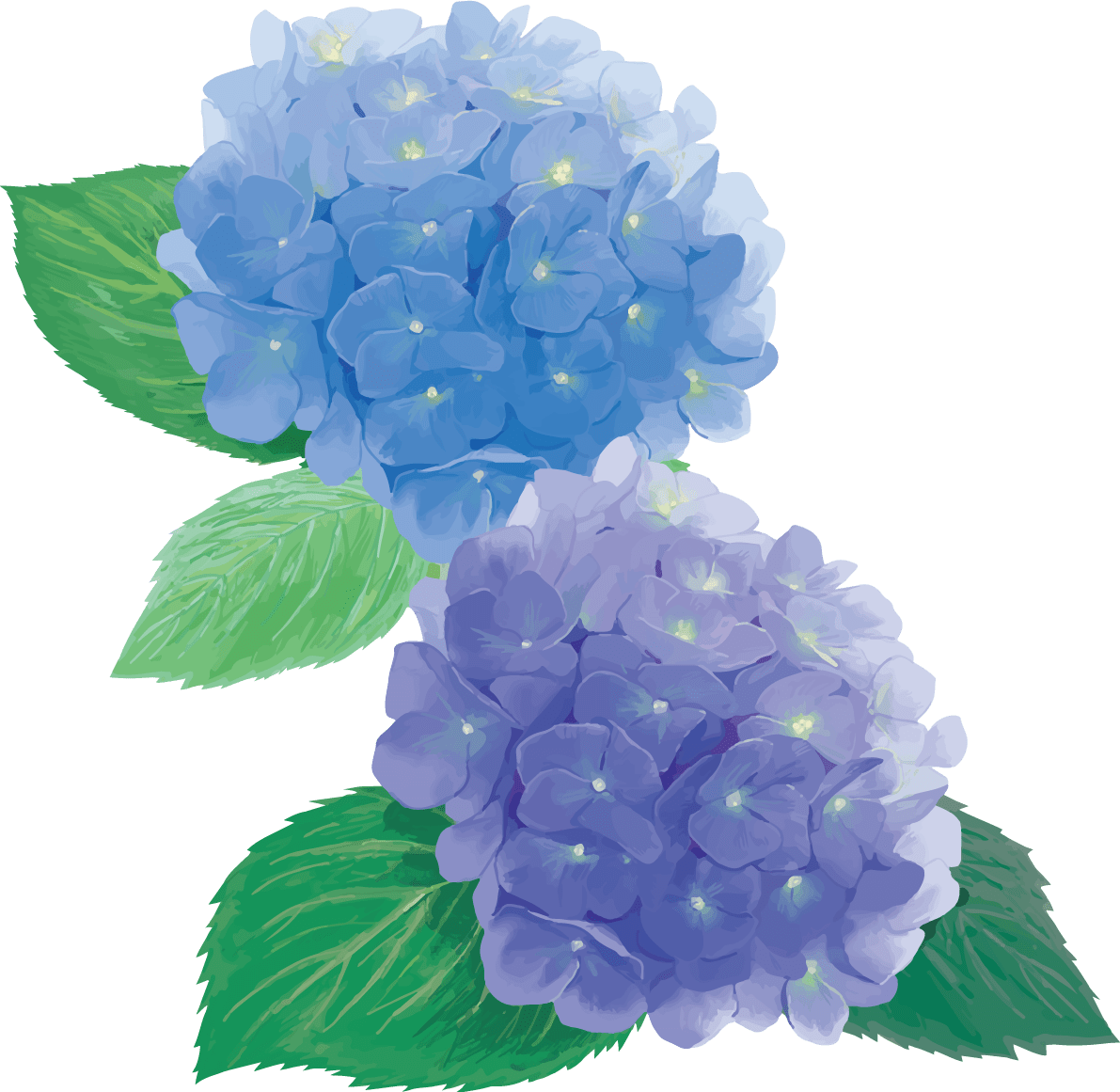 时尚漂亮的紫色和蓝色的绣球花插图 梅雨 插图素材 Ui 123 100万矢量插图素材 免费下载