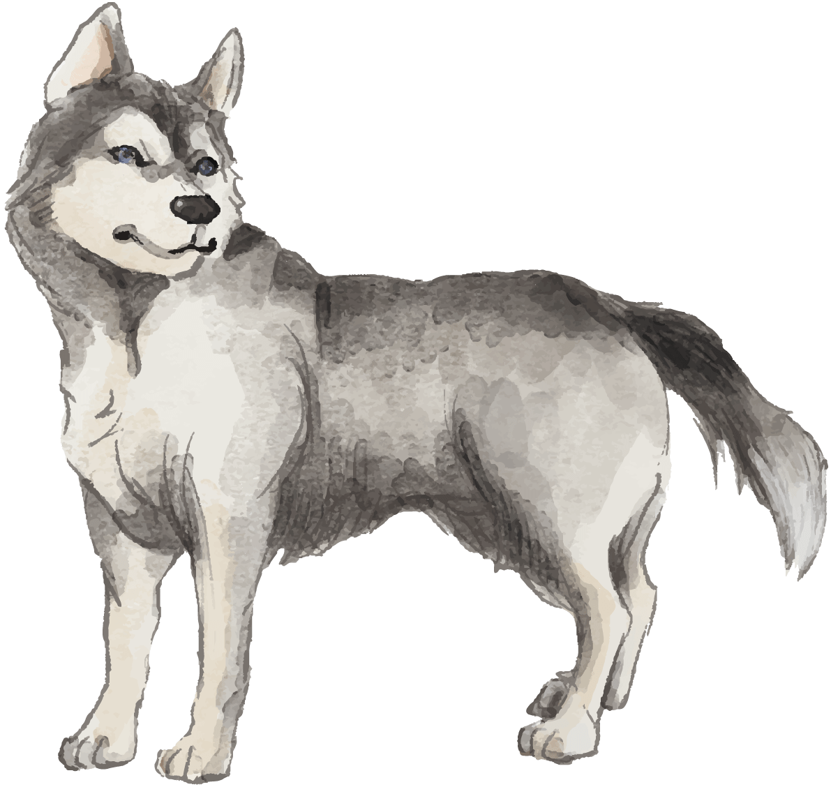 「シベリアンハスキー立ち姿犬のリアルかっこいい」イラスト素材 超多くの無料かわいいイラスト素材