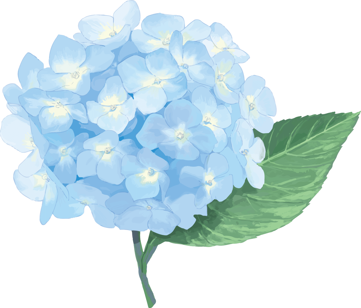 时尚漂亮的浅蓝色系的绣球花插图(梅雨