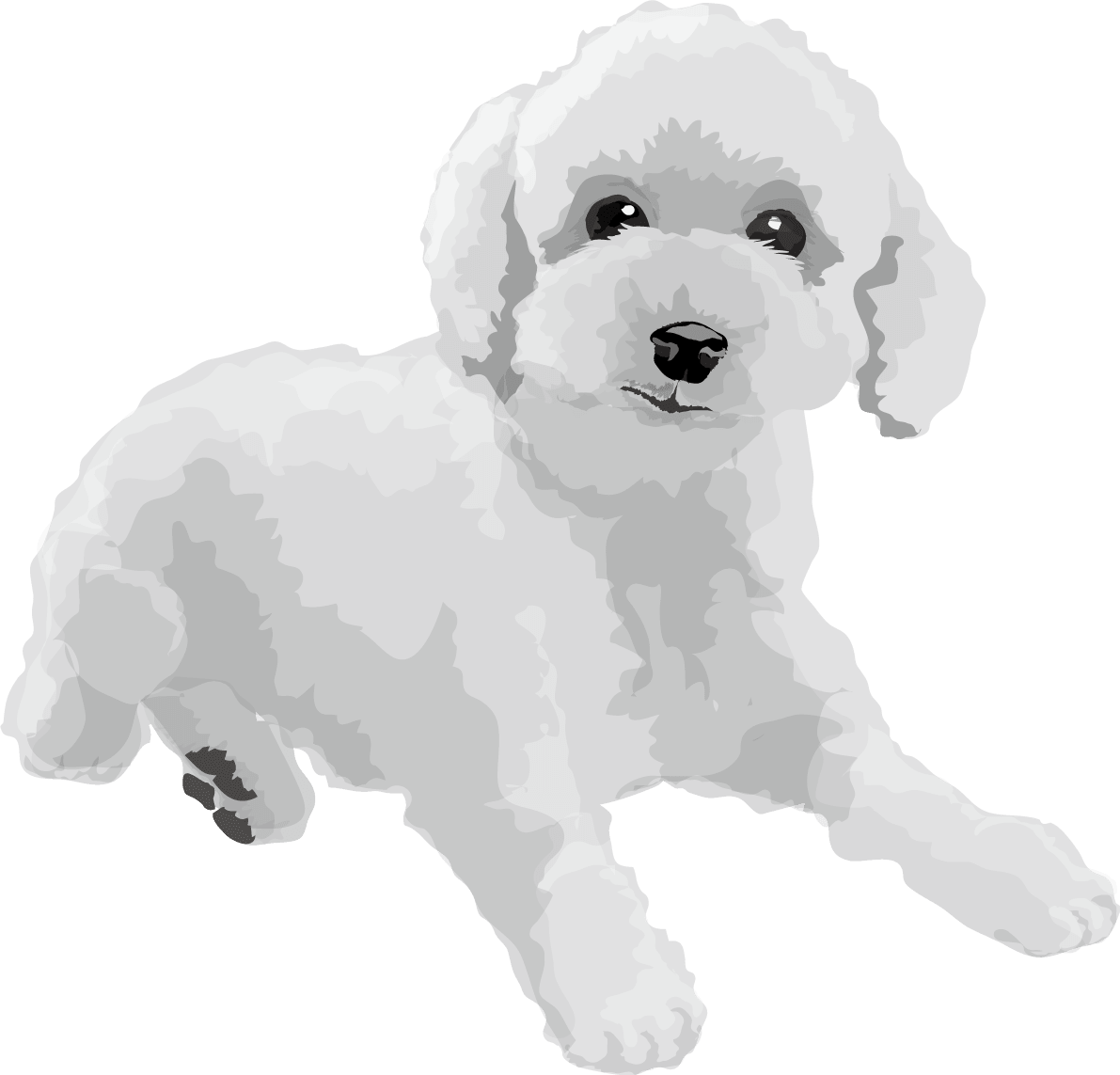トイプードルの白黒モノクロでかっこいい犬