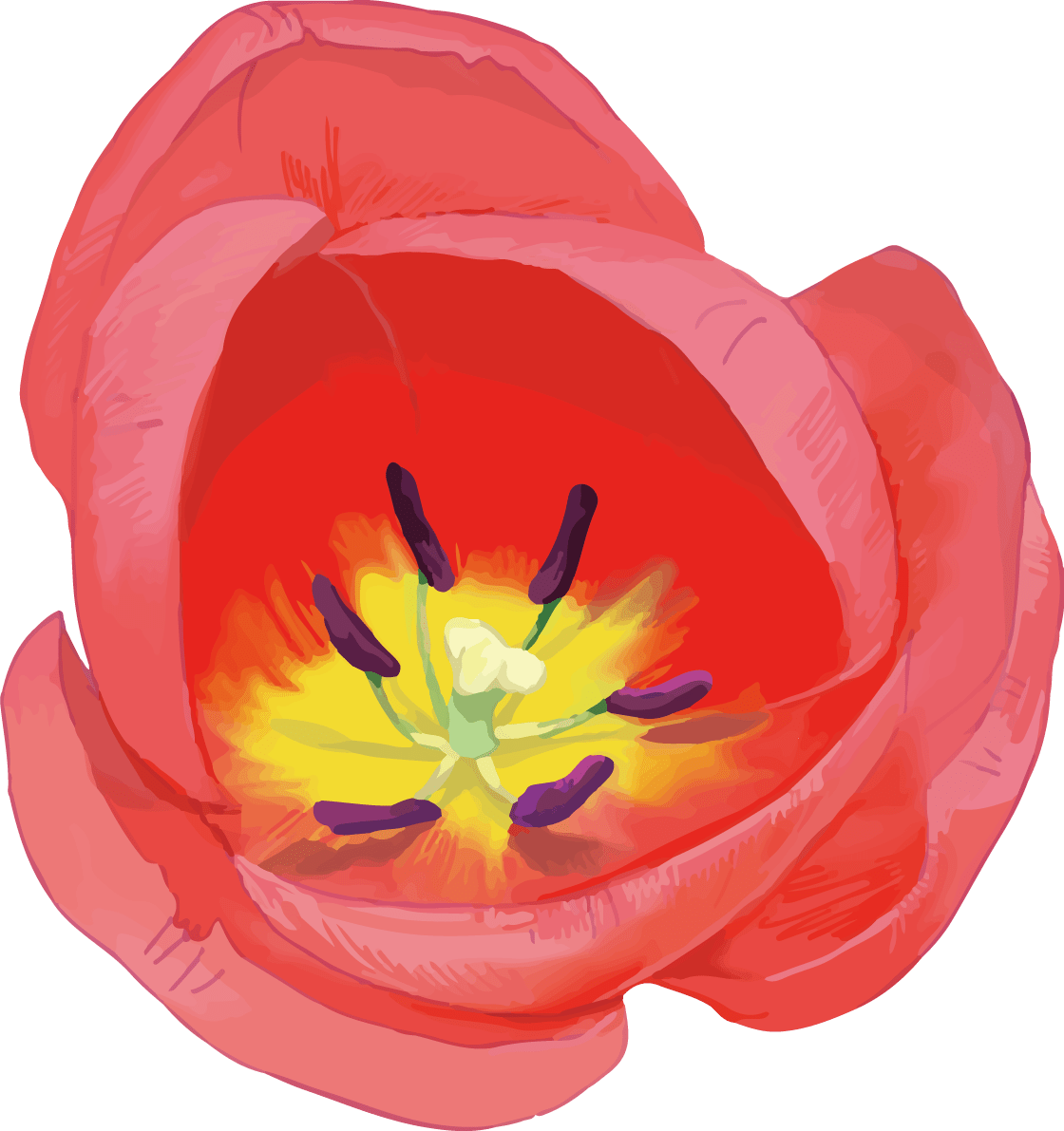 リアル綺麗チューリップイラスト 赤い花の拡大雌しべと雄しべ イラスト素材 超多くの無料かわいいイラスト素材