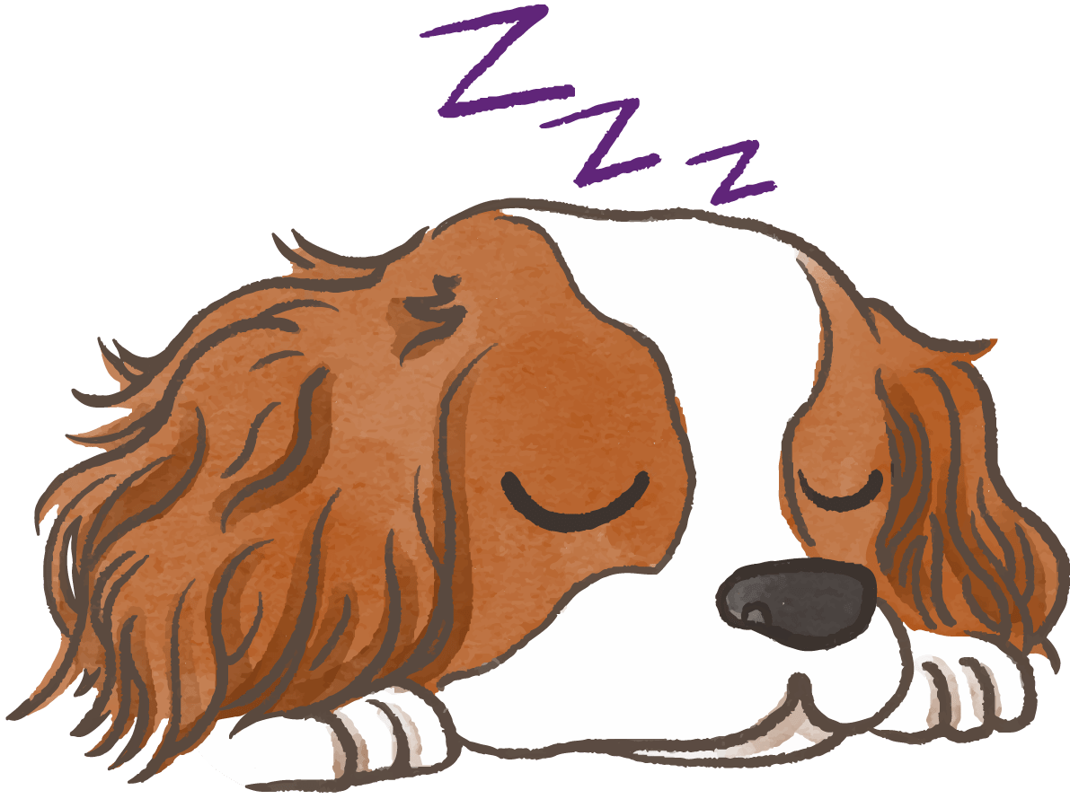 キャバリア 寝顔 かわいい犬 イラスト素材 超多くの無料かわいいイラスト素材