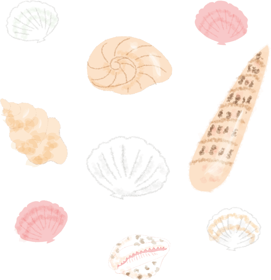 貝殻いろいろ 海 イラスト素材 超多くの無料かわいいイラスト素材