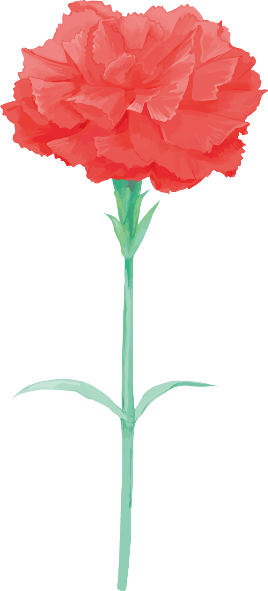 漂亮的红色康乃馨插图(向上一朵)