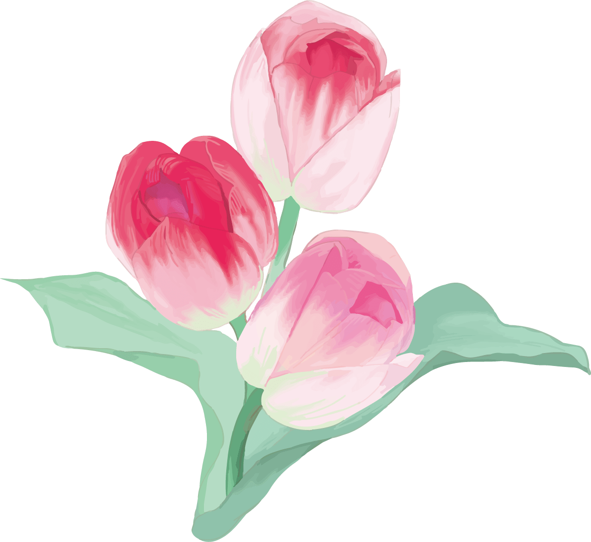真实漂亮的郁金香插图(粉红色的花重叠开放