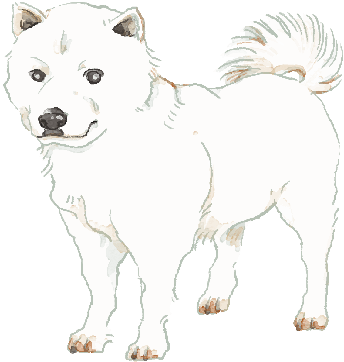 北海道犬 立ち姿 犬のリアルかっこいい イラスト素材 超多くの無料かわいいイラスト素材