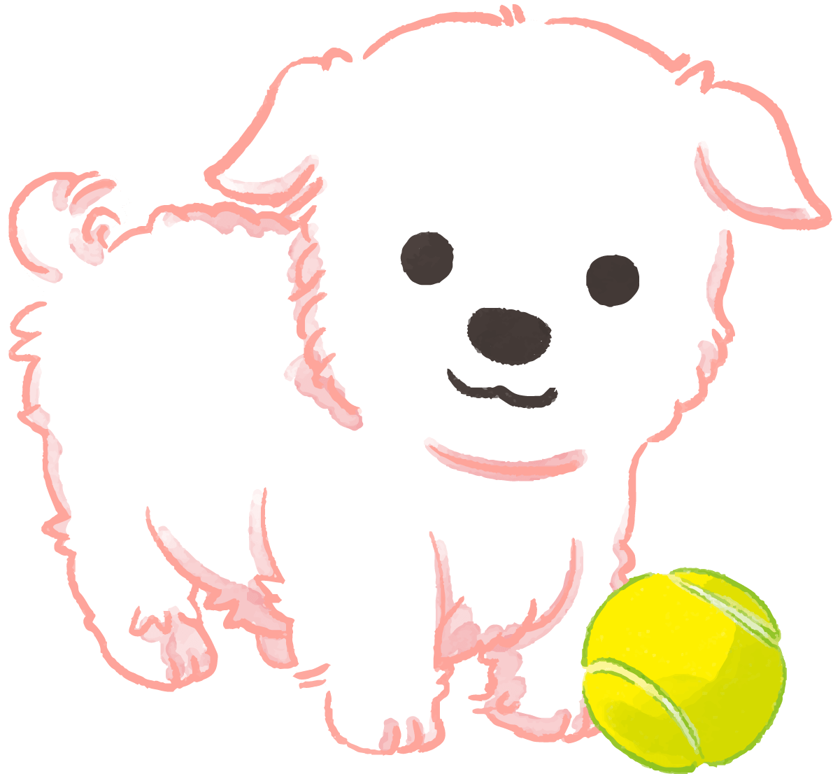 マルチーズ子犬(ボールで遊ぶ)かわいい犬