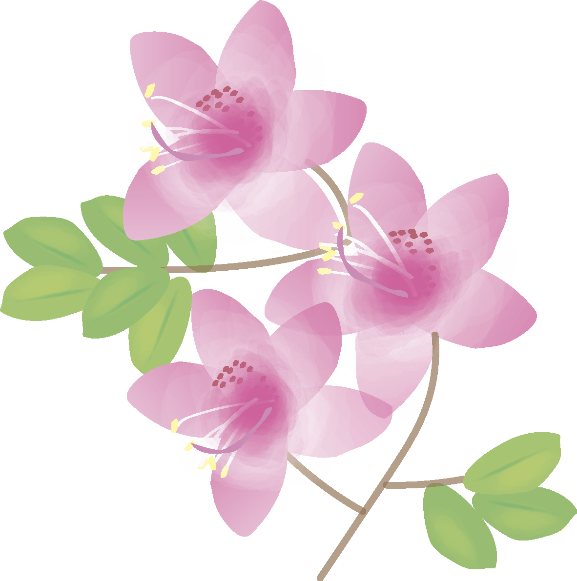大紫杜鹃花(花)春天
