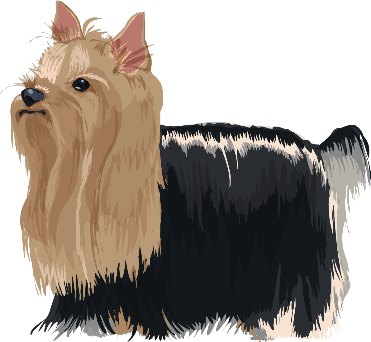 ヨークシャー テリアの犬 イラスト素材 超多くの無料かわいいイラスト素材