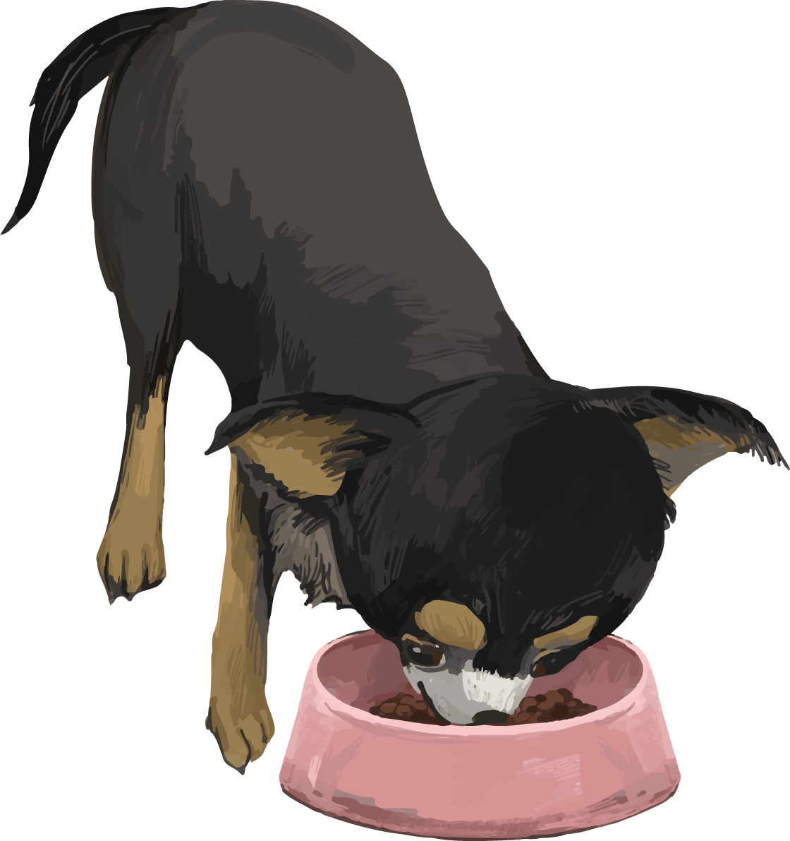 チワワ 犬 の食べる リアル手書き風 イラスト素材 超多くの無料かわいいイラスト素材