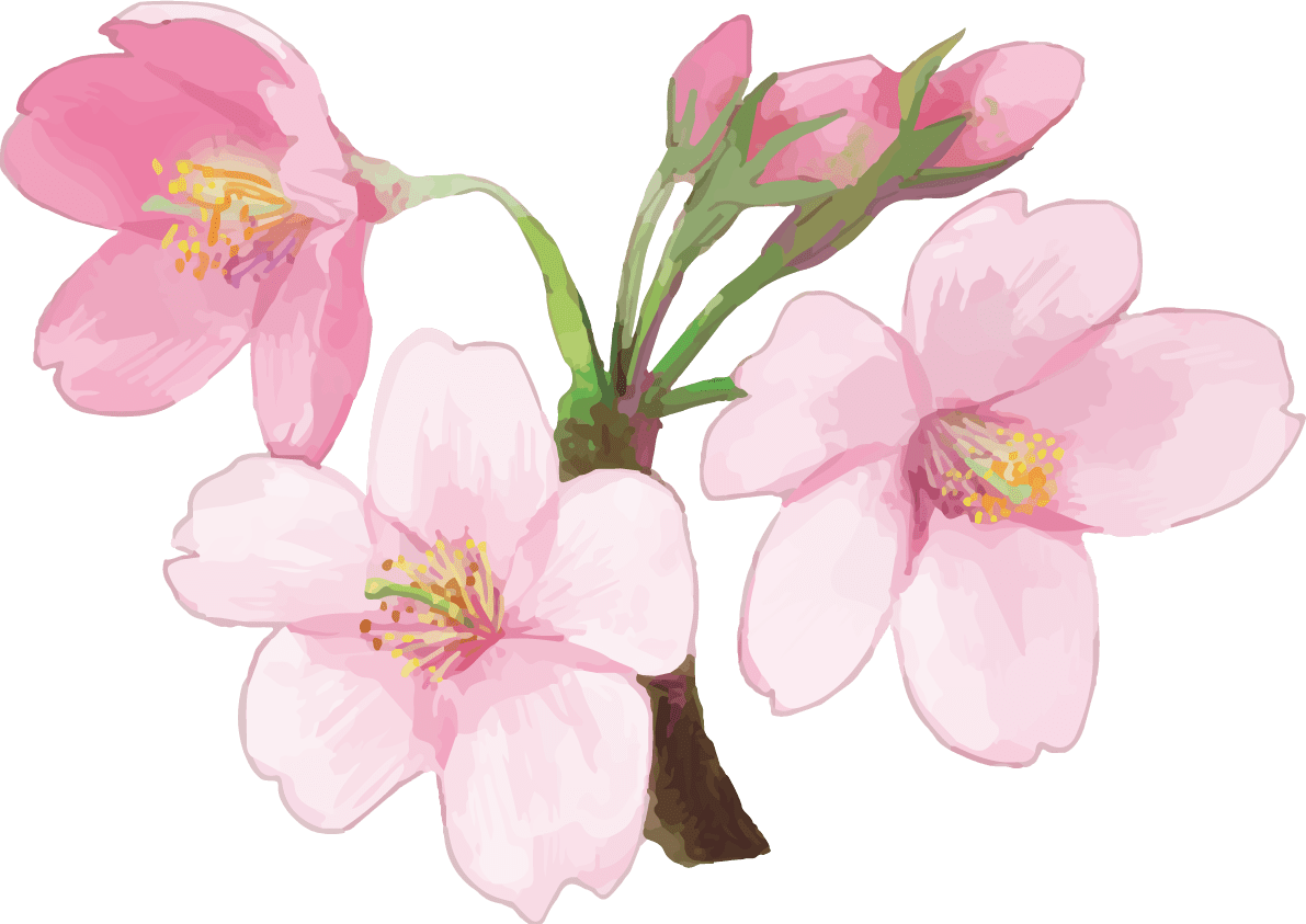 リアル綺麗な桜の枝イラスト 3輪の花飾り背景なし 透過 イラスト素材 超多くの無料かわいいイラスト素材