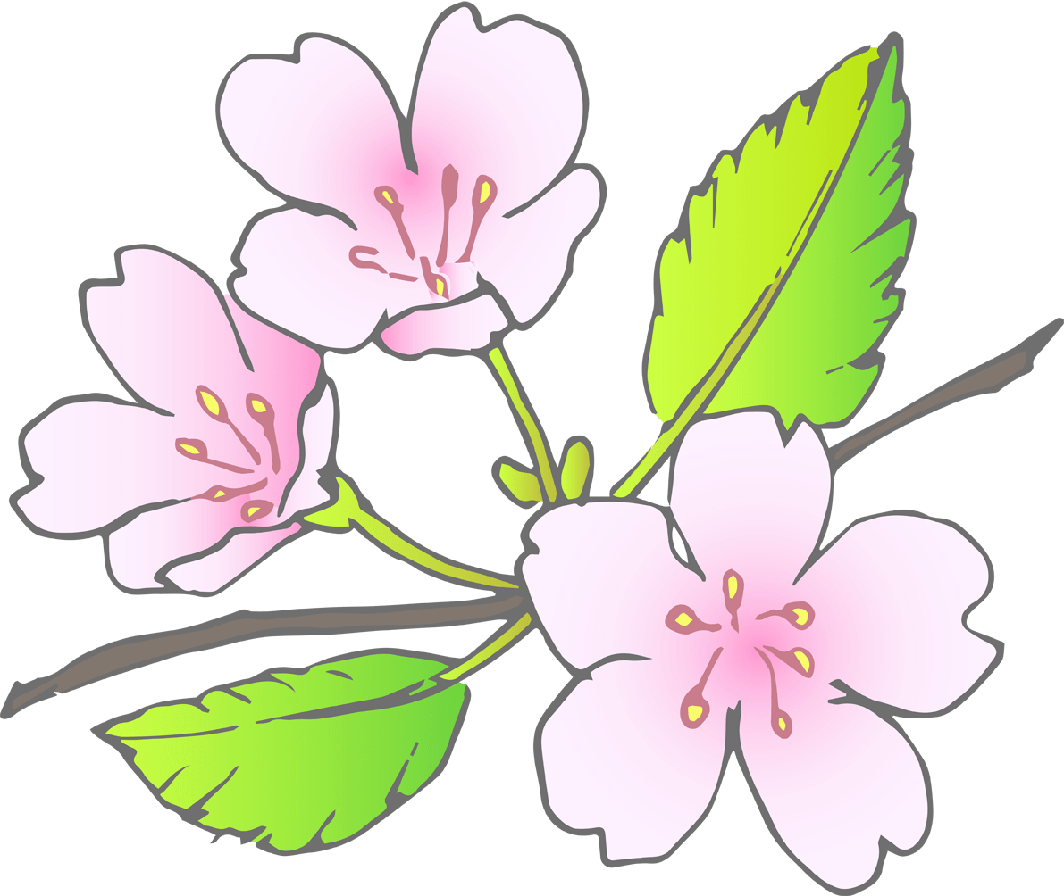 桜の花(葉桜)