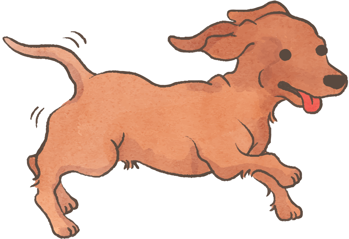 ミニチュアダックスフンド(走る)かわいい犬