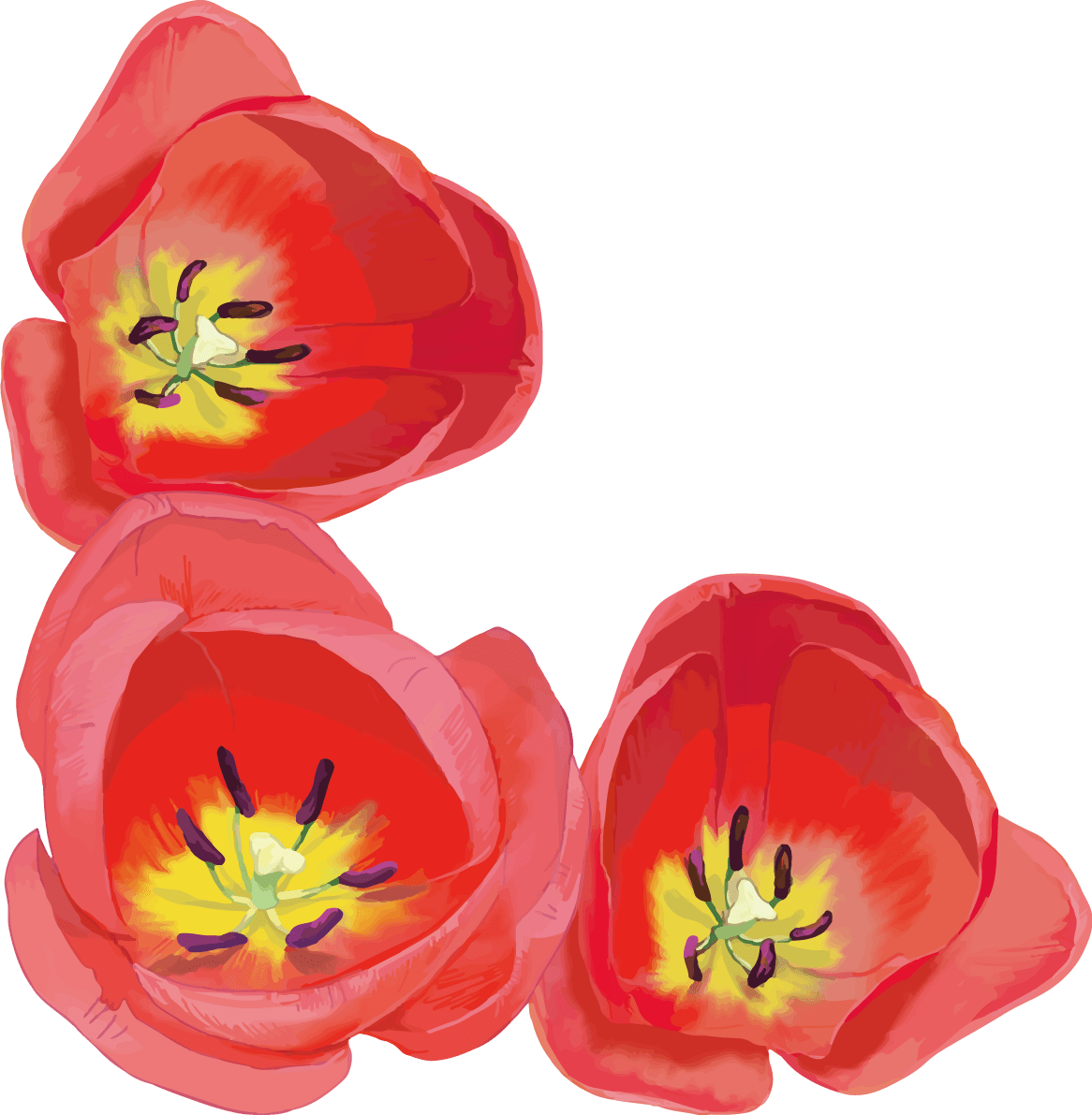 リアル綺麗チューリップイラスト(上から見た赤い花