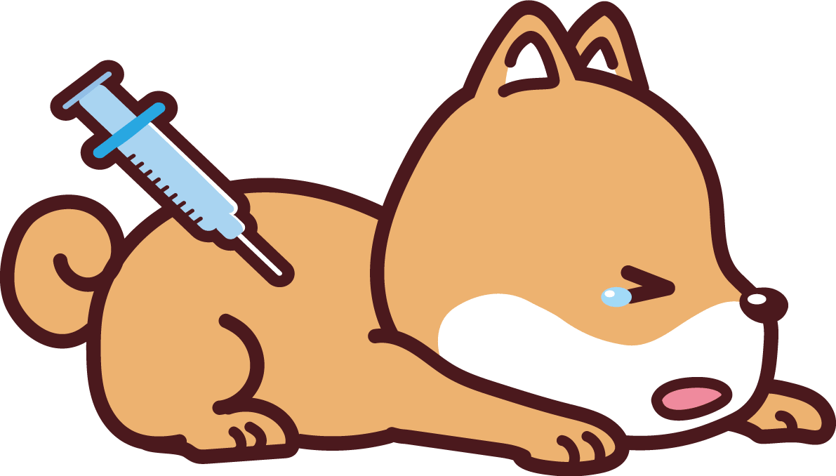 柴犬が予防接種-かわいい犬