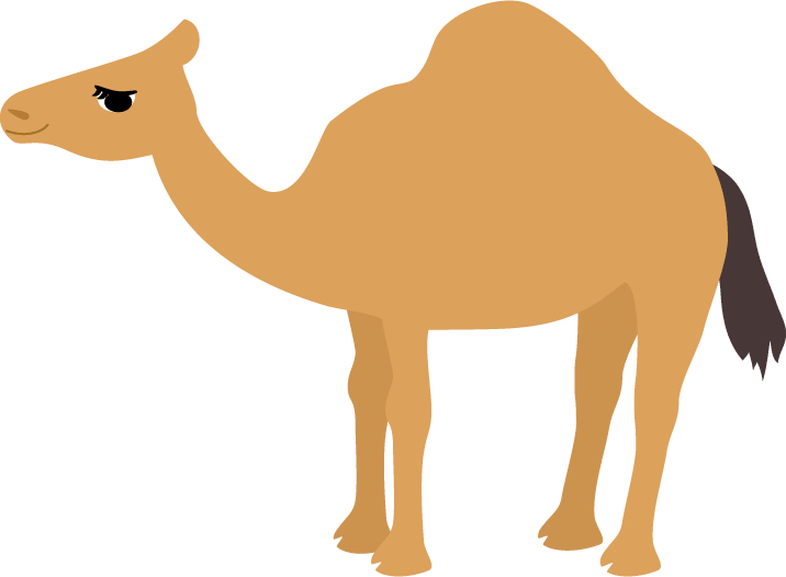 单瘤骆驼