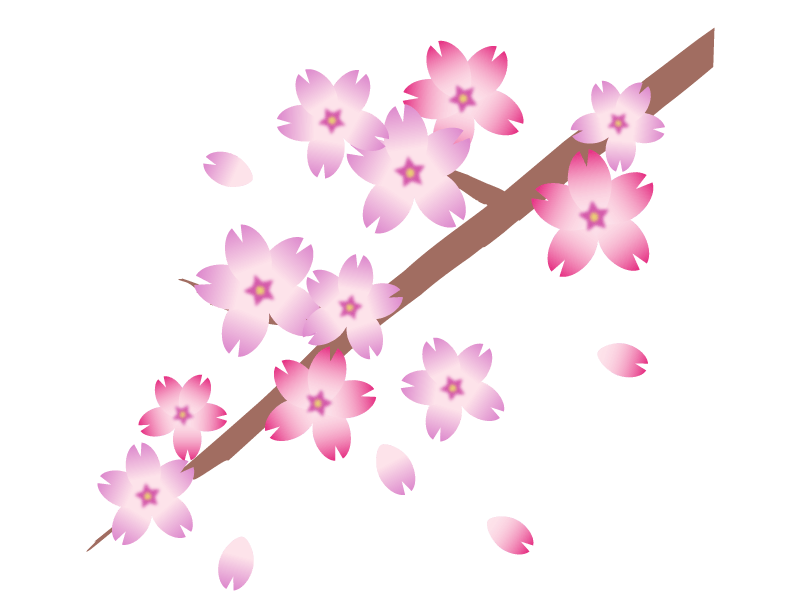 樱花树和花瓣