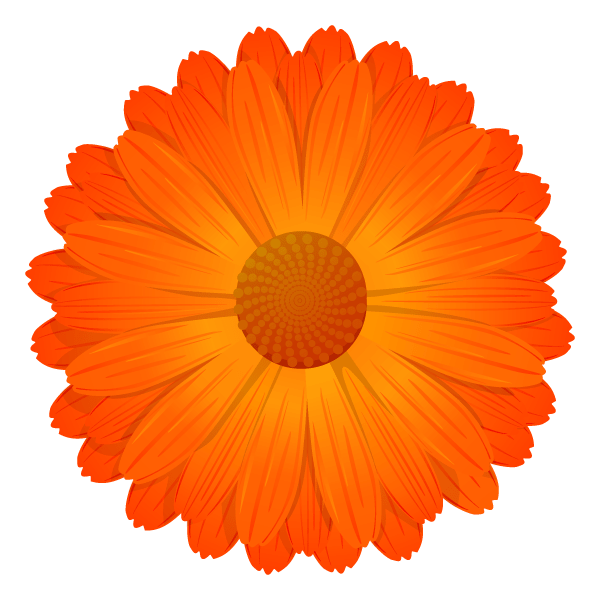 キンセンカの花