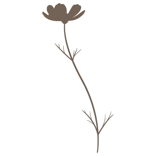 大波斯菊的花