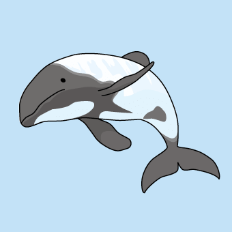 伊洛瓦·海豚