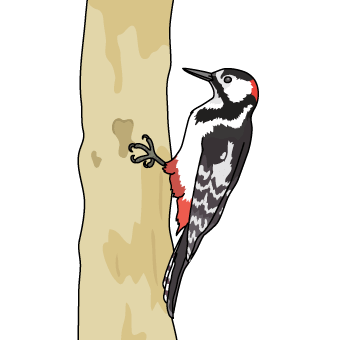 红啄木鸟(啄木鸟)