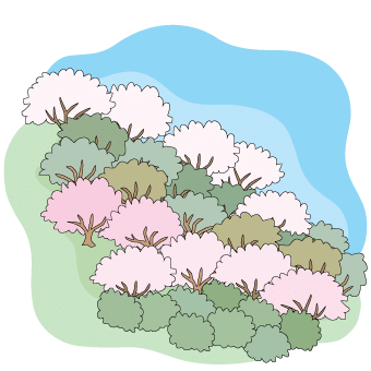山の斜面の桜