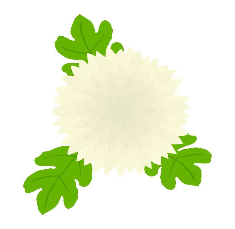 白い菊の花 イラスト素材 超多くの無料かわいいイラスト素材
