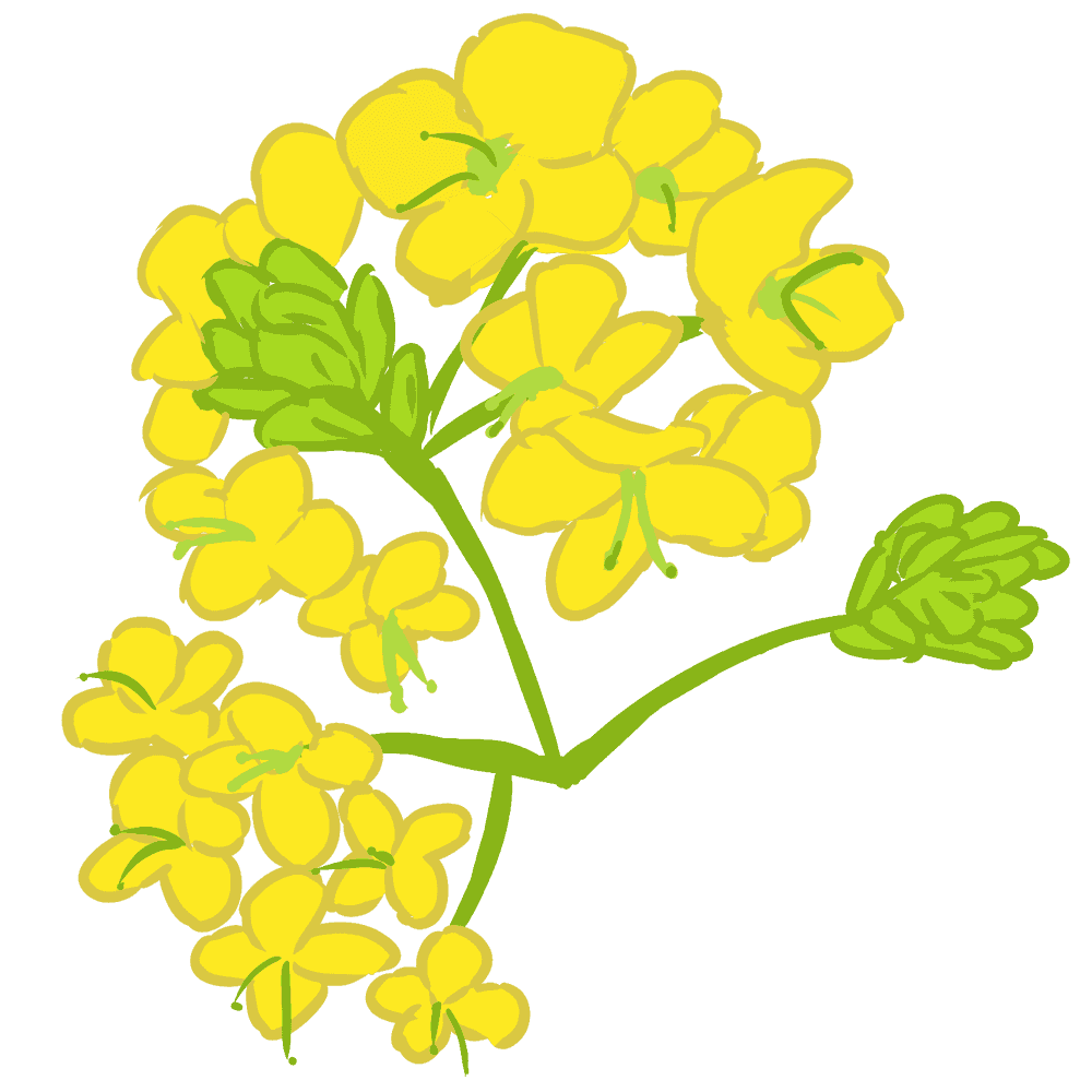菜の花イラスト 可愛い黄色い花の画像素材集 イラスト素材 超多くの無料かわいいイラスト素材