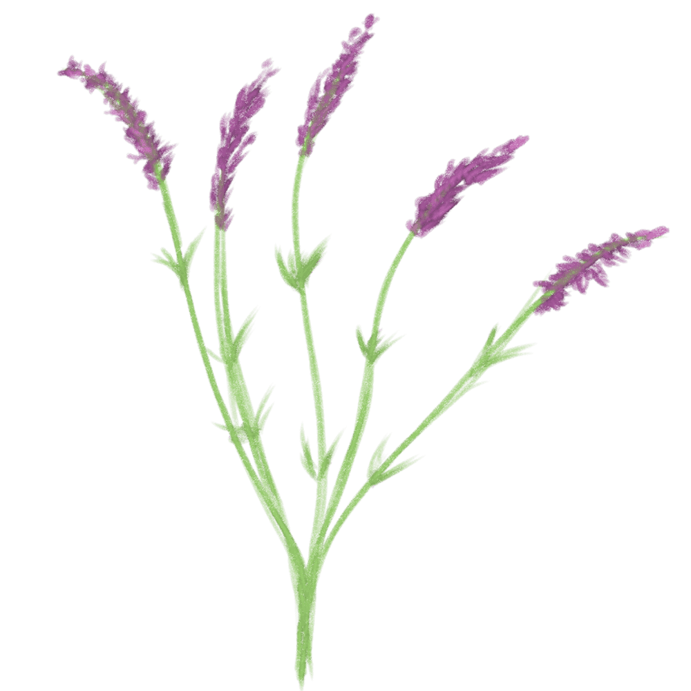 ラベンダーイラスト 香り漂う紫の花の素材集 イラスト素材 超多くの無料かわいいイラスト素材