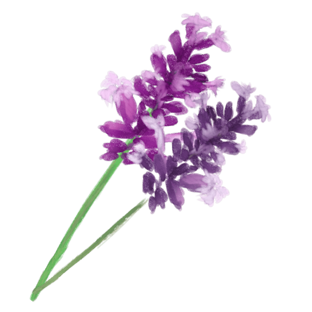 ラベンダーイラスト 香り漂う紫の花の素材集 イラスト素材 超多くの無料かわいいイラスト素材