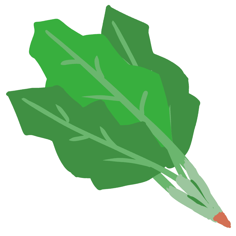 菠菜-绿色蔬菜