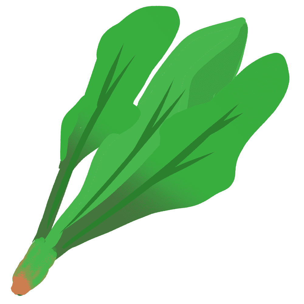 菠菜-绿色蔬菜