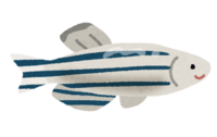 斑马鱼