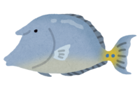 テングハギ(熱帯魚)
