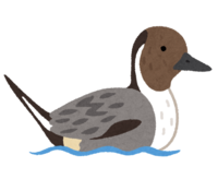 Pintail