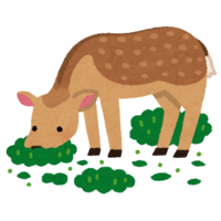 Deer feeding damage (field)