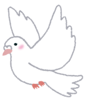 White dove (bird)